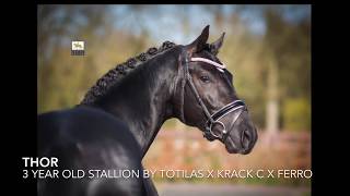 3 year old stallion by Totilas x Krack C x Ferro full brother to Tolegro