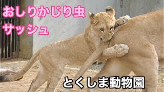 サッシュちゃんはなんでもかじりたい【とくしま動物園】Lion Sash-cgan Tokushima Zoo