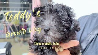 Teddy is a 3-month-old baby  #Combing hair  #Pet Dogs  2023.03.01