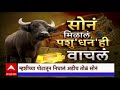 washim buffalo gold special report म्हशीच्या पोटातून निघालं अडीच तोळे सोनं