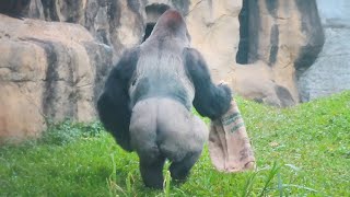 金剛猩猩迪亞哥的小被被🦍The Gorilla D'jeeco’s security blanket