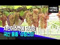 샤인머스캣에 도전장‥국산 품종 '슈팅스타' (2023.09.20/뉴스투데이/포항MBC)