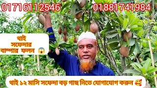 থাই 12 মাসি সফেদার বাম্পার ফলন 😱😱 সবচেয়ে বড় জাতের সফেদা #01881741984