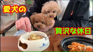 2年ぶりのDOG DEPTカフェに行くまでが大興奮で凄すぎたトイプー兄弟  /  カフェのウインドウ越しでゴールデンレトリバーに喧嘩を売るマイクロティーカップのジェラｗｗ