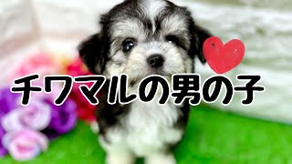 ハーフ犬・チワマルの子犬　（平野瓜破）