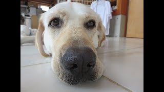 【余裕な感じですね。　白い犬】ラブラドールレトリバーと家族のリアルな暮らし。　＃Labrador Retriever Lifestyle 　2022年8月14日