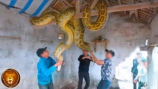 Die 12 größten Schlangen, die mit der Kamera aufgenommen wurden