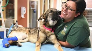 The SPCA for Monterey County