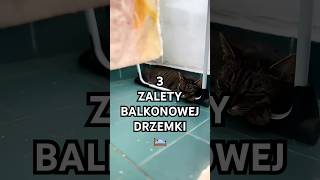 Kotek na balkonie - 3 zalety balkonowej drzemki