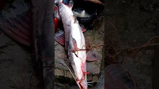 পদ্মার বিশাল বড় তাজা আইর মাছ। Padma River Big Fish। #shorts #youtubeshorts #viralshorts