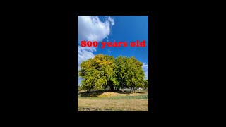 800년된 #은행나무 ㅣAn 800 year old #ginkgo-tree  #shorts #단풍 #가을여행 #데이트  #강원도 #핫플레이스 / 댓글에 풀버전 링크 있어요