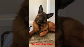 Dog reaction to head tilting sound