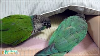 ウロコインコ：チビハル 【気になる隙間 Part2】 Conure: Interested in the gap between the cushion Part 2