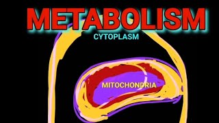 Metabolism: Definition- AI @Metabolism Made Easy