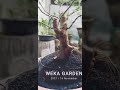 Time Lapse Bonsai ( Ficus Racemosa) #ficusracemosa  #timelapse #bonsailoa