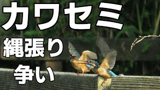 カワセミ の 縄張り争い