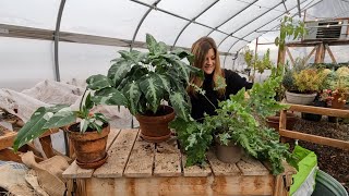 3 New Leafjoy Houseplants + Starting Geranium \u0026 Lisianthus Seeds! 🪴😍✨ // Garden Answer