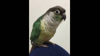 ウロコインコ：チビハルTwitter動画～75