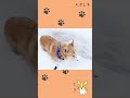 【クン活】雪に顔を突っ込みすぎ問題【コーギー犬】 shorts