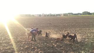 Meute de chiens, mastiff anglais et malinois.