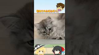 初めてのふみふみ？。#子猫#ミヌエット