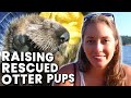 How Do You Raise a Baby Sea Otter? | A Marine Biologist EXPLAINS!