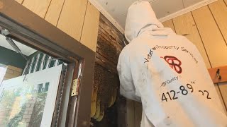 Pennsylvania homeowner discovers thousands of bees in wall of house