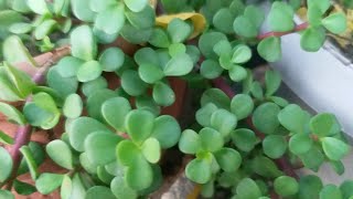 🌱All about Jade Plants Care evergreen garden