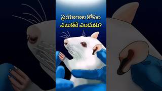 ఎలుకల మీదే ప్రయోగాలు చేస్తారు ఎందుకు? 🧐 Why rats are used for experiments? #shorts