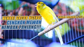 SUARA BURUNG |150| Kenari GACOR PANJANG INI Cocok untuk Masteran KENARI PAUD dan Kenari Macet BUNYI