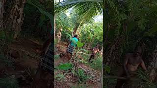 தென்னை பராமரிப்பு பணிகள்🌴10:11:2024