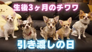 【子犬】3ヶ月チワワの引き渡しの日