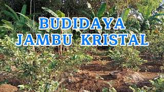 BUDIDAYA JAMBU KRISTAL SOLUSI SAWAH KURANG AIR