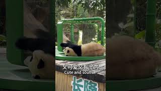 panda girl Guoqing looks in mirror 国庆宝宝照镜子: 我可真是太美了 #大熊猫 #熊猫 #cute #panda #funny #animals #熊貓