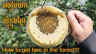 How to take honey bee in Cambodia - |Cambodia Wonder| របៀបយកឃ្មុំនៅក្នុងព្រៃ