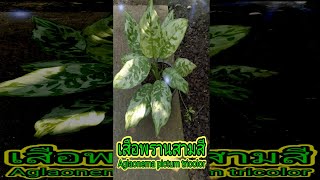 เสือพรานสามสี Aglaonema pictum tricolor