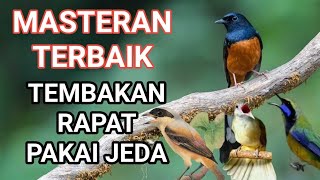 masteran pedas untuk murai batu tembaan rapat