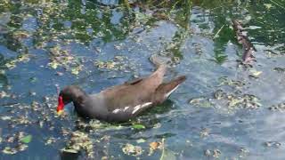 Common Moorhen - Royal Botanic Garden Edinburgh