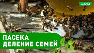 Пасечник №13 - Деление семей