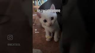 누나 손이 제일 재밌을 나이🤦‍♀️#cat #shorts