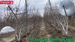 Así lucen los árboles de manzanas sin hojas mi gente.