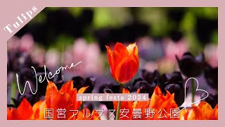 国営アルプスあづみの公園　Spring Festa2024   広大な敷地一面に咲き誇るチューリップと菜の花ꕤ*