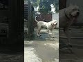 dogo argentino dog americanbully pitlove dogbreed pitbullegatos dragonspitkennel motivation