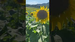 中山ひまわり団地美しいひまわり名所香川県まんのう町A BEAUTIFUL SUNFLOWER FIELD NAKAYAMA HIMAWARI DANCHI#四国香川県