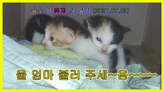 꼬물이들을 시청 하실 땐  마음의 준비를~~~^^  Loving cats...Kittens...