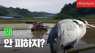 트랙터 오는데도 안 피하는 왜가리, 왜 그러니?