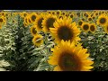 Biggest Sunflower Garden in New York