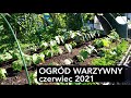 Ogród warzywny początek czerwca. Obejście ogródka warzywnego. Jak uprawiać pomidory, ogórki Kasia.in