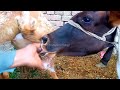 goat milk feeding most beautiful village animals video 🐐🐂