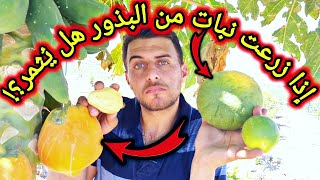 هل يمكن لنبات مزروع من البذور ان يثمر ؟!معلومات مفصلية في الزراعة.